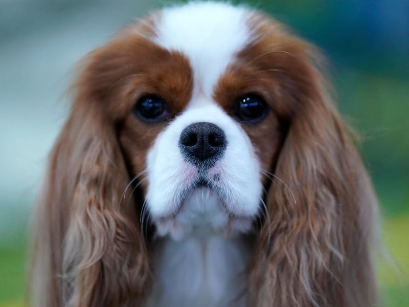 As it was the year before, the gorgeous Cavalier King Charles Spaniel takes the top spot when it comes to the most popular toy dog - with 3,224 Royal Kennel Club registrations in 2025. It's name comes from it being bred to recreate Charles II's spaniel of the English Civil War period, when supporters of the king were known as Cavaliers. 