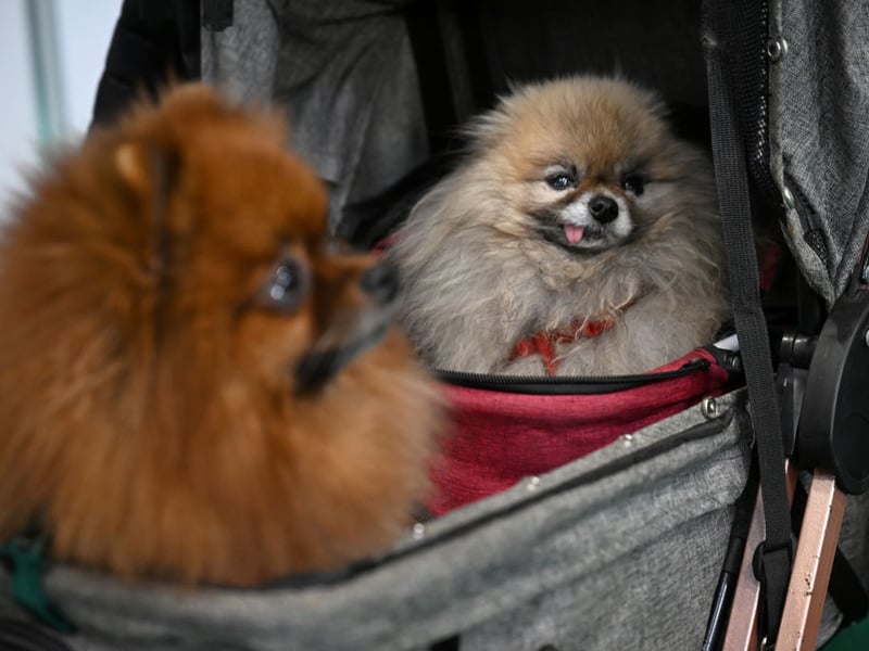 Second spot goes to the fluffy Pomeranian, with 1,541 registrations last year. Named after the Pomerania region, covering parts of Poland and Germany where it was first bred, they were a favourite of Queen Victoria.