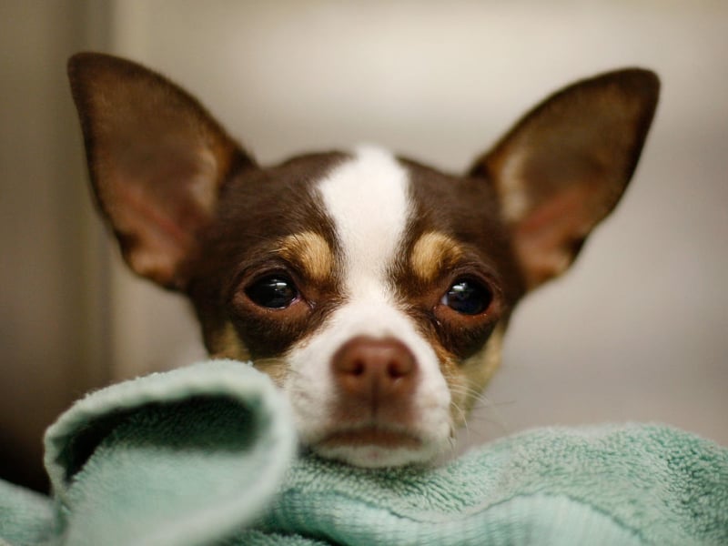 Completing the top five most popular toy dog breeds - and just behind their hairier cousins - is the short haired breed of Chihuahua. There were 807 new dogs registered with the Royal Kennel Club last year.