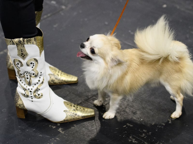 Hailing originally from Mexico and famed for being the world's smallest breed of dog, the long coat variety of the Chihuahua had 885 registrations in 2025, seeing it rise one place compared to the year before.