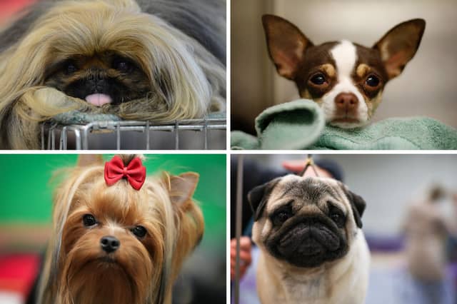 Four of the most popukar breeds of Toy Dog.