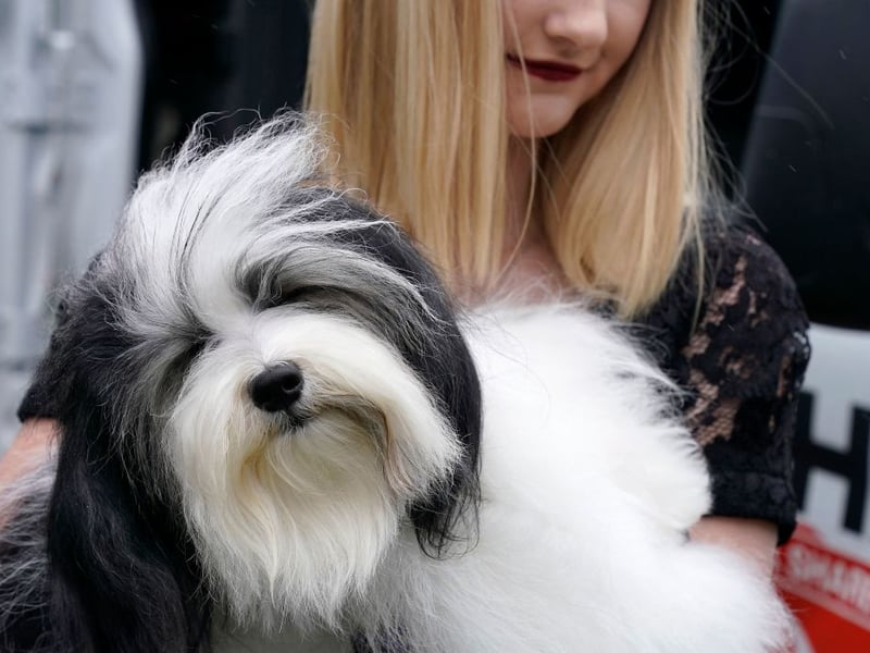 Gentle, responsive and playful, a Havanese is another great companion dog, hence 294 of them being registered in 2025. They are named after the capital city of Cuba. where they are the national dog.