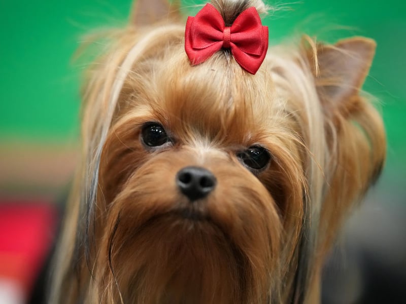 The Yorkie originated in 19th century Yorkshire when a number of different Terriers brought by workers from Scotland interbred. A playful and energetic dog, there were 382 Yorkshire Terriers registered with the Royal Kennel Club last year.