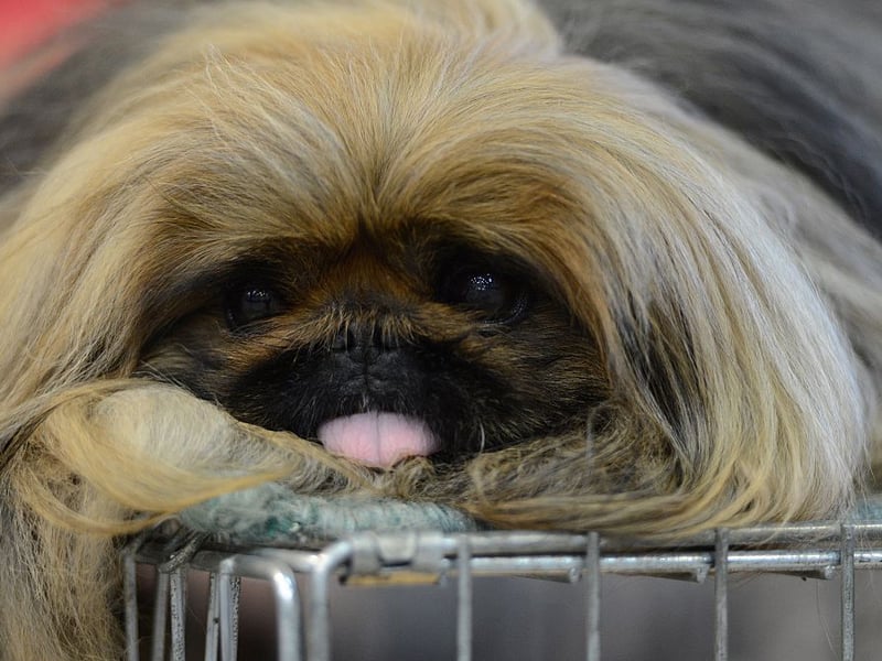 Completing out list is the Pekingese (also known as the Pekinese), which originated in China where it was a favourite lap-warmer of the Chinese Imperial Court. A total of 151 new Pekinese pups were registered with the Kennel Club in 2025.