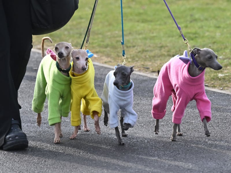 Popular with nobility, statues of the Italian Greyhound have been found dating back to the second century AD. There were 659 registered in 2025 - an increase on last year seeing it rise a spot in the rankings.
