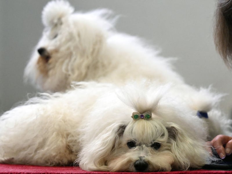 A classic lapdog bred in the 19th century to be a loyal companion for their human owners, the Maltese had 490 registrations in 2025.