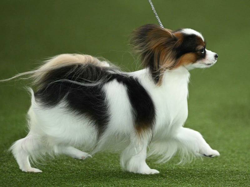 Also known as the Continental Toy Spaniel, the Papillon is named after its huge butterfly-like ears and can be seen in paintings dating back to the 16th century. There were 191 registered last year.