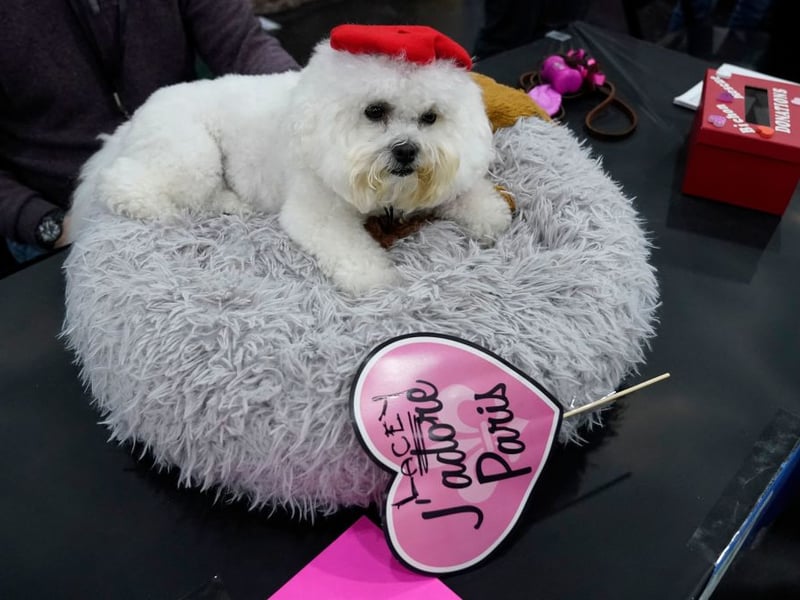 Completing the top 10 most popular toy dog breeds is the Bichon Frise, with 217 registrations last year. The name is French and literally means 'curly haired small dog'.