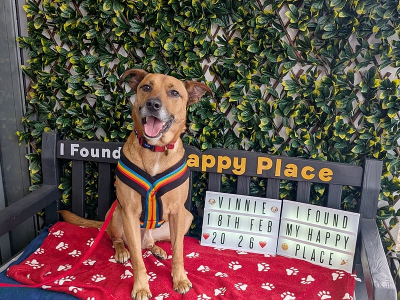This eight-year-old German Shepherd Crossbreed arrived through Dogs Trust’s Canine Care Card scheme. Due to his time in a home, he spent his time in foster care, before finding a forever home in February.