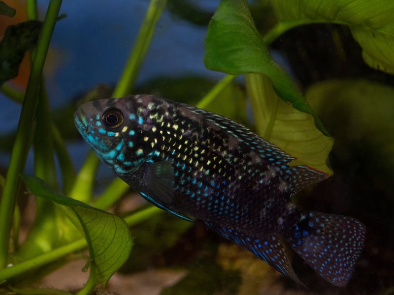Originally from Central American countries like Mexico and Honduras, the Jack Dempsey Fish is named after a famous 1920s boxer thanks to its fearsome face and aggressive nature. Best kept alone in a tank, it's also important to provide them with somewhere to hide away.