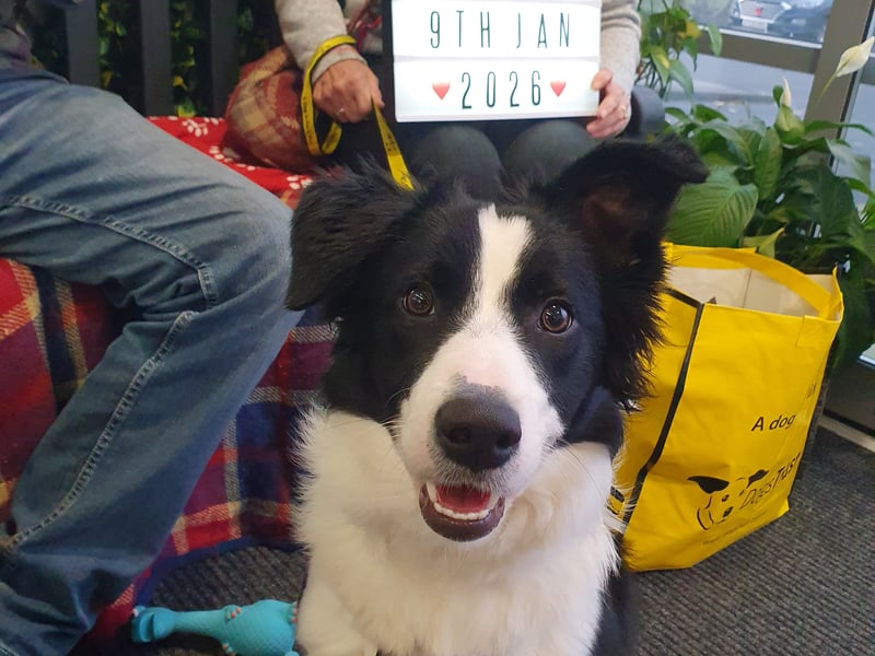 A nine-month-old Collie Crossbreed arrived at Dogs Trust Leeds late in 2025 due to her owner's ill health, found her new home in January.