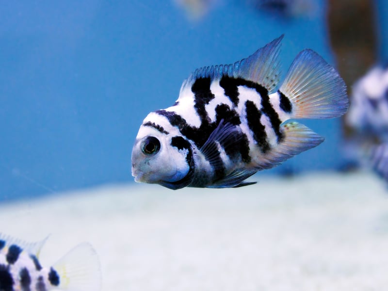 Despite their (relatively) small size, Convict Cichlids are fierce fighters wheo become super-aggressive during breeding - often attacking much larger fish. Their relentless territorial defense mechanism makes them unsuitable for peaceful community tanks. 