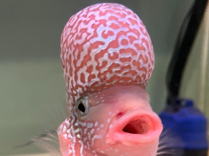 Originally from Southeast Asia, the Flowerhorn Cichlid is a stunning fish but its aggressive and territorial nature means they aren't suitable for community tanks. These are fish best kept on their own or with perhaps one other similarly-sized fish of the same species. Luckily they are so beautiful you might not want any other fish. 