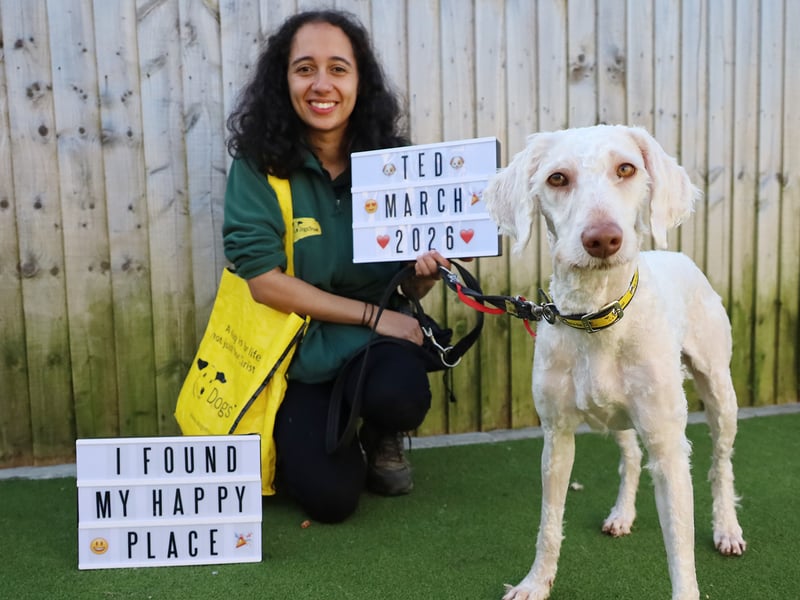 The one-year-old Labradoodle who arrived last in February, after a change in their owners' circumstances, found his forever home in March.