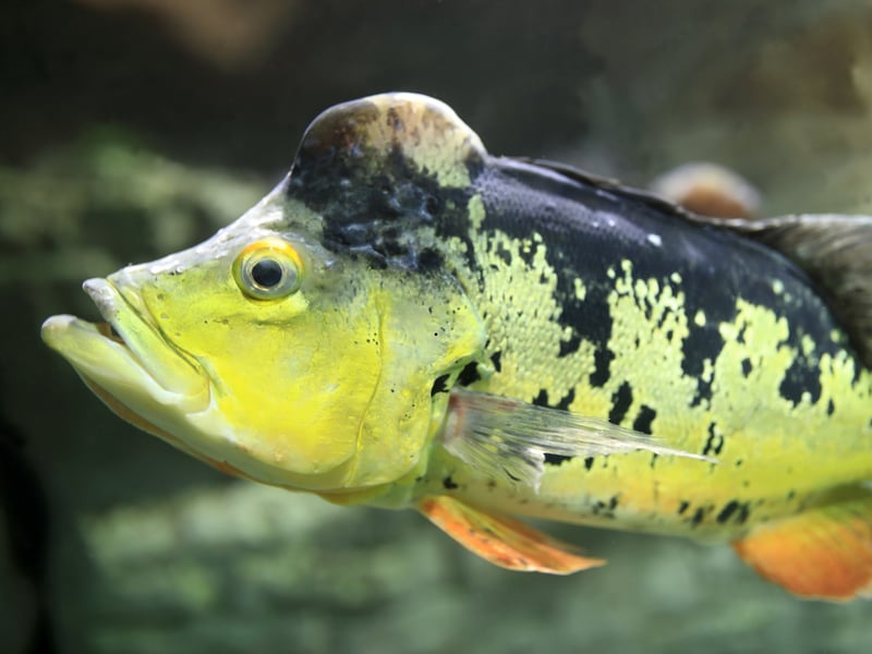 The Peacock Bass is a fish for serious aquariasts only - needing at least a 150 gallon tank. A predatory species, if they get peckish they'll eat pretty much anything put in front of them, including other Peacock Bass. 