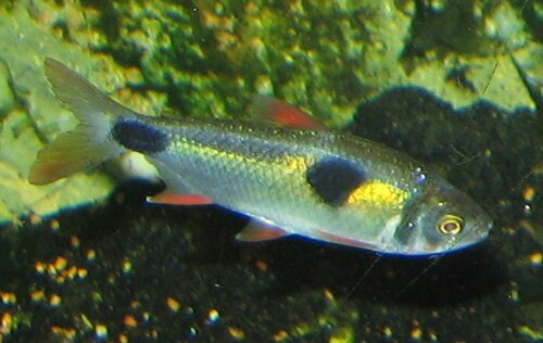 Most Tetras - like the much-loved Neon Tetra - are chilled and happy-go-lucky fish. The exception is the Bucktooth Tetra, which has the nasty habit of nibbling scales off other fish, leaving them open to potentially-fatal infections. If you want to keep these you'll probably not want any other species of fish in the tank. 