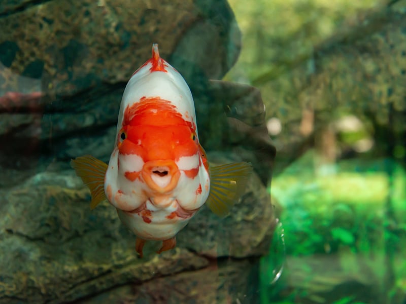 Not content with being aggressive to other fish, the Red Devil Cichlid is also known for attacking everything from tank decorations to plants. They are tremendously charismatic fish though and a joy to own - just don't expect them to have any finned friends. 