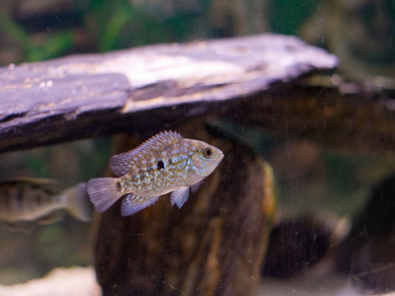 The Texas Cichlid is aggressive, territorial, and intolerant of most tankmates - this is a creature not in the market for making fishy-friends. It often attacks competely indiscriminately and without warning, especially when it has breeding on its mind. Its strength and persistence make it difficult to manage in mixed setups. 