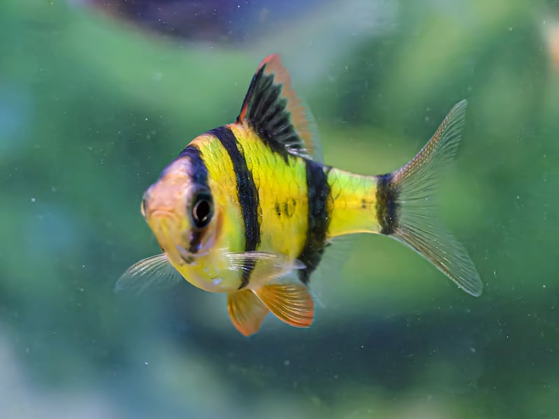 Individually small and relatively harmless, Tiger Barbs become highly aggressive in groups. They relentlessly nip fins of slower fish, causing injuries and stress. Their pack aggression makes them notorious bullies and feared by other fish. 