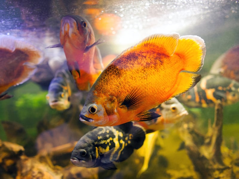 Yet another species of aggressive cichlid, the Oscar Fish is a natural born bully that will happily eat small fish by the shoalful. If you are going to keep other fish with them they need to be of a similar size and of an equally aggressive nature. 