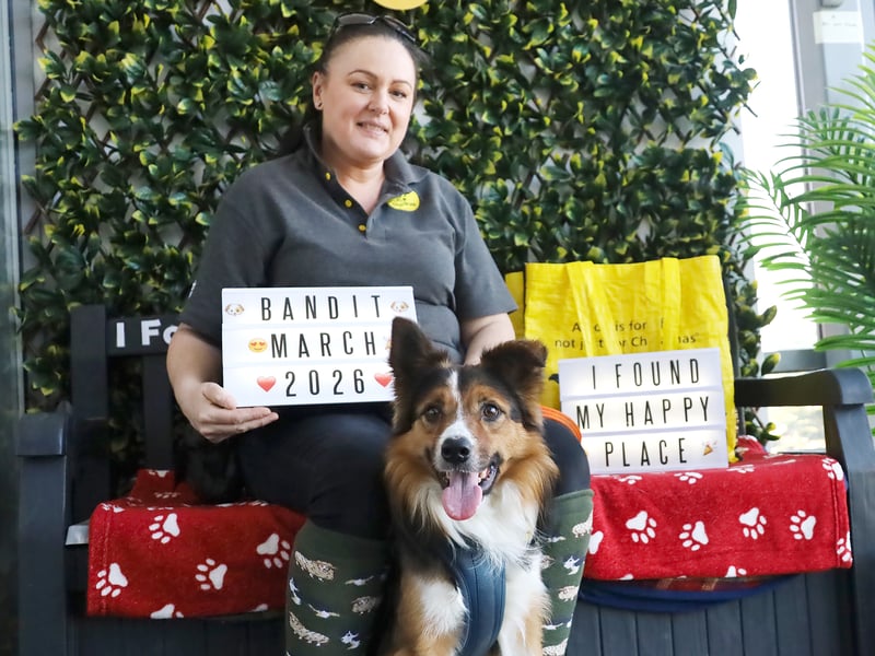 A two-year-old Border Collie Crossbreed both arrived, and found his forever home in March.