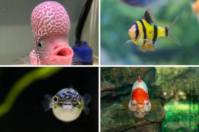 Four of the most aggressive pet tropical fish.