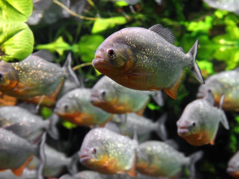 In news that will surprise nobody, the notorious Piranha isn't the sort of fish that mixes well with others. There are a number of different species which grow to different sizes, but all of them have razor-sharp teeth meaning you should also be careful where you put your fingers.