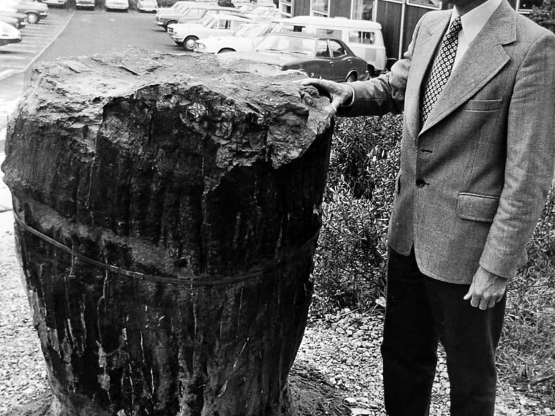 This picture taken on June 17, 1976, shows a fossilised tree in the grounds of Priorslee Hall. The original caption said: 'Dr Ivor Brown, group engineer in charge of land reclamation for Telford Development Corporation, looks at the fossilised trunk of a giant ferk (sic - maybe should have been 'fern'?) which would have grown to a height of 100ft between 250 and 350 million years ago. The fossil, which was found this year at Old Park, has now been mounted in the grounds of Priorslee Hall, the corporation's headquarters at Priorslee.'