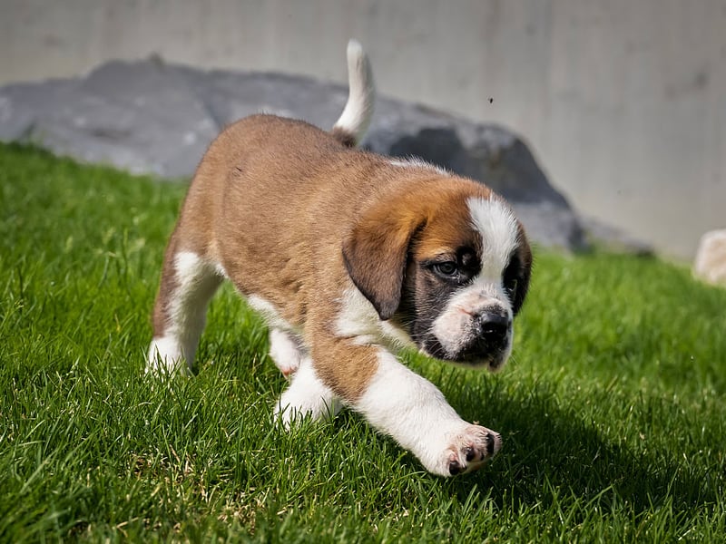 Originally bred for mountain rescue operations (with the famous barrel of brandy attached to their collar), the Saint Bernard originally comes from the Western Alps in Italy and Switzerland. There were 220 registered with the Royal Kennel Club last year.