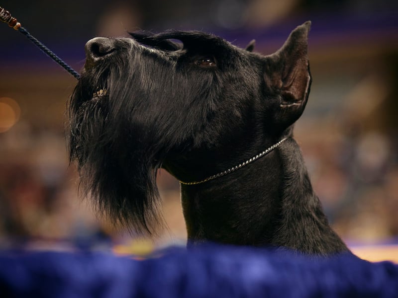 Just missing out on a place in the top 10, with 155 Royal Kennel Club registrations, is the Giant Schnauzer. These incredibly useful German dogs have been used for everything from driving livestock and guarding breweries to being mobilised as military dogs in both World Wars.