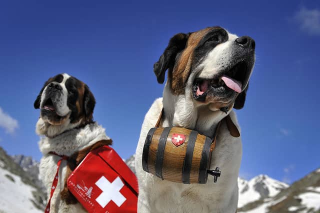 Working dogs like the Saint Bernard have a range of uses - as well as being great family pets.