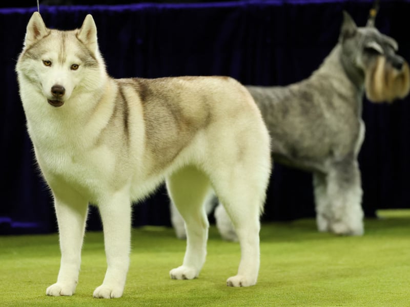 The powerful Siberian Husky originated in Northeast Asia where they were used to pull sleds over miles of Arctic tundra - something the 197 registered in the UK in 2025 are unlikely to be asked to do.