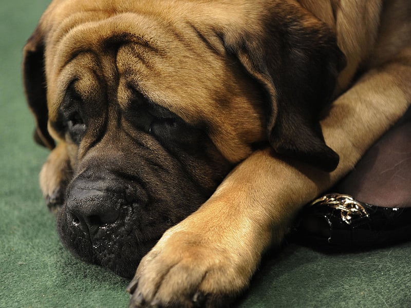 Completing our list, with 143 registrations in 2025, is the Bullmastiff. It's an English breed of dog that was bred as a guard dog in the nineteenth century. I was particularly popular with gamekeepers. It has dropped two spots since 2024.