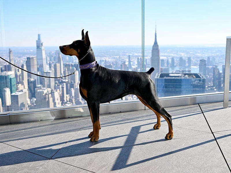 With 1,037 Kennel Club registrations in 2025, the Dobermann is the third most popular dog in the working group. Known as the Doberman Pinscher in North America, they make great guard dogs. It used to be a common practice to crop their ears - something now considered cruel by most dog lovers.