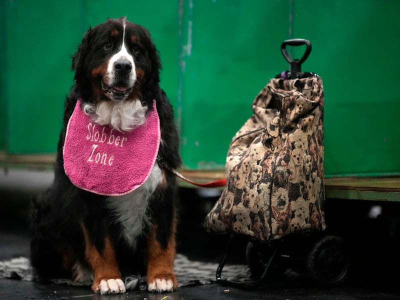 Up a spot on 2024, the mighty Bernese Mountain Dog is the fourth most popular working dog, with 615 registrations last year. They originated in the Alps and were used as general farm dogs, occasionally even pulling carts.