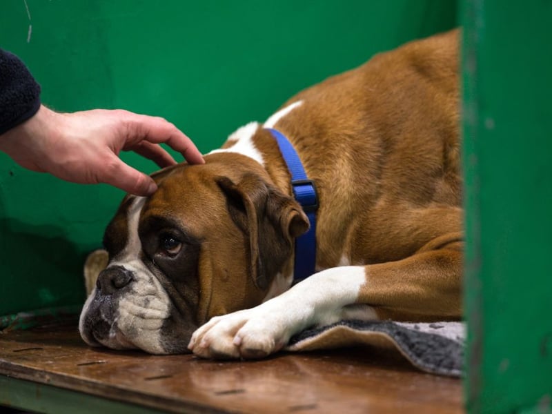 Just retaining its crown as the UK's most popular working dog - by a single registration - is the adorable Boxer, with 1,959 registrations in 2025. The Boxer was bred from the Old English Bulldog and the now extinct Bullenbeisser.