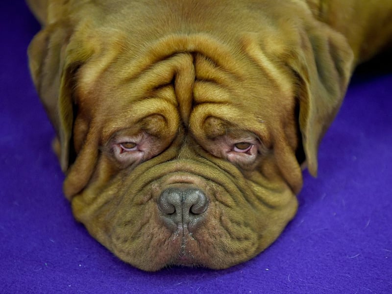 There were 421 of the muscular Dogue de Bordeaux registered with the Kennel Club in 2025. As the name would suggest, this is a French breed, also known as the Bordeaux Mastiff, that has been around in some form since as early as the 14th century.