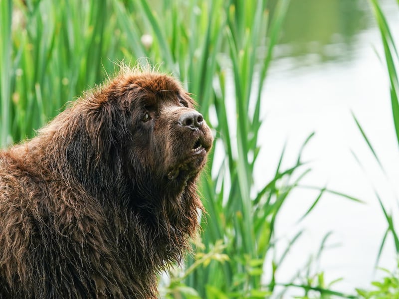 Known as gentle giants, the glorious Newfoundland comes seventh on our list, with 301 2025 registrations. is a large breed of working dog. They are great at rescuing people from icy cold water due to their webbed feet and thick double coat.