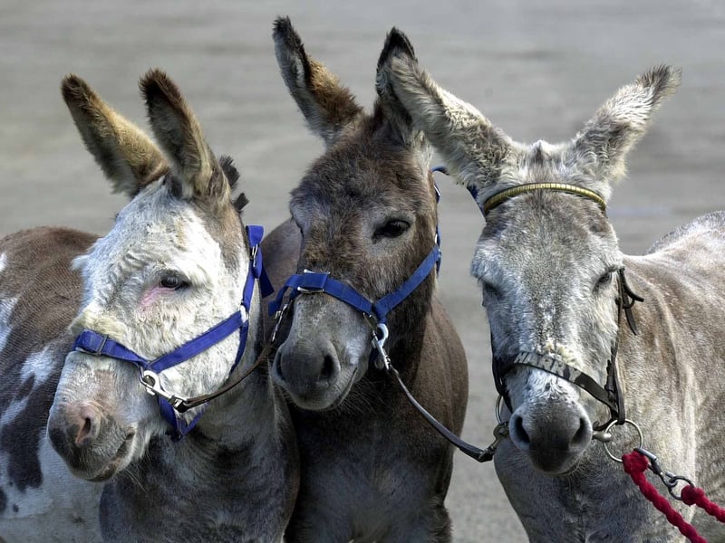Looking at their fellows, still waiting their turn,  are these during the annual check up and re- licensing session held in June 2001. Each donkey was given an identifying letter and number brand.
