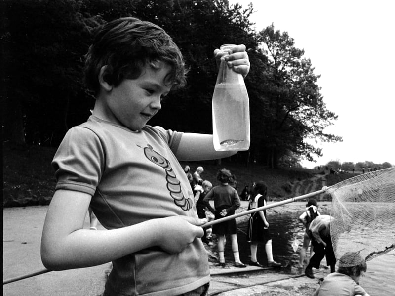 Little Stuart Lennox catches a tiddler (stickleback) at Rouken Glen in May 1976