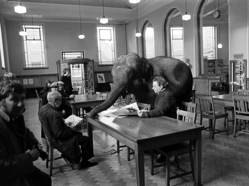 Indras the elephant at Leith Public Library in January 1976, as part of the Edinburgh City Libraries campaign to remind people to return their books