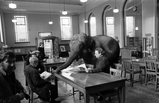Indras the elephant at Leith Public Library in January 1976, as part of the Edinburgh City Libraries campaign to remind people to return their books