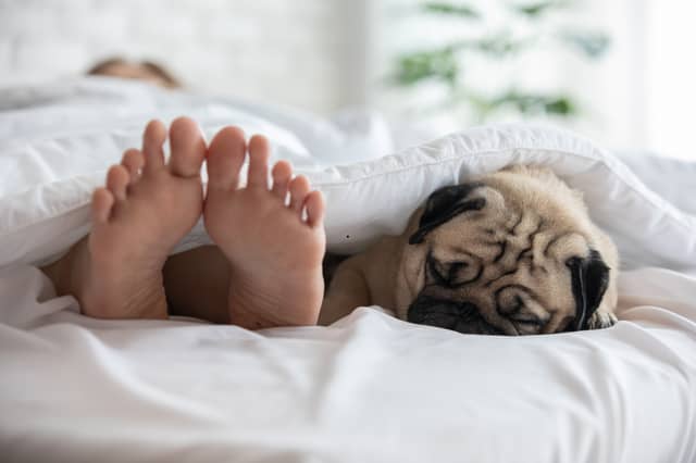 Some dogs NEVER want to leave your side.