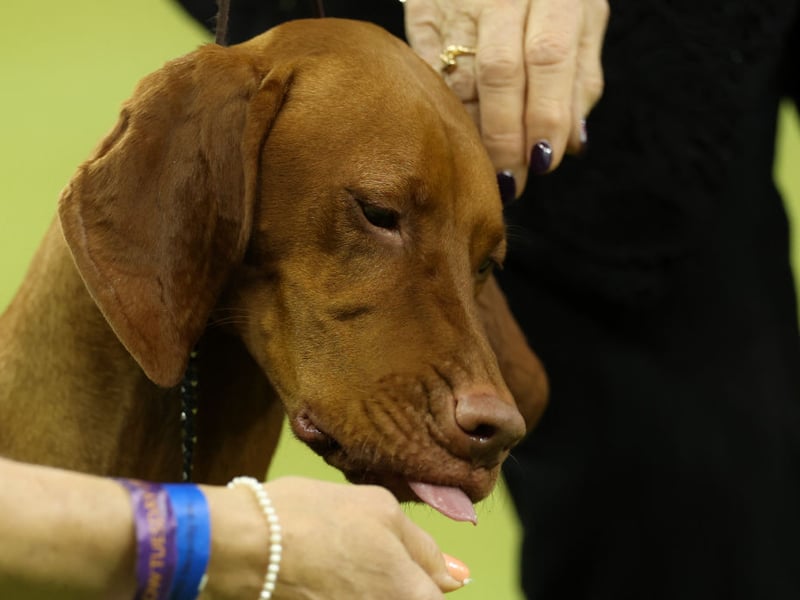 It's thought that the term 'velcro dog' was originally coined for the silky-coated Hungarian Vizsla. Thase charmers just love to be in close contact with their pet parents, whether it's on the couch or on outdoor adventures, where you can be sure they'll be right by your side at all times.
