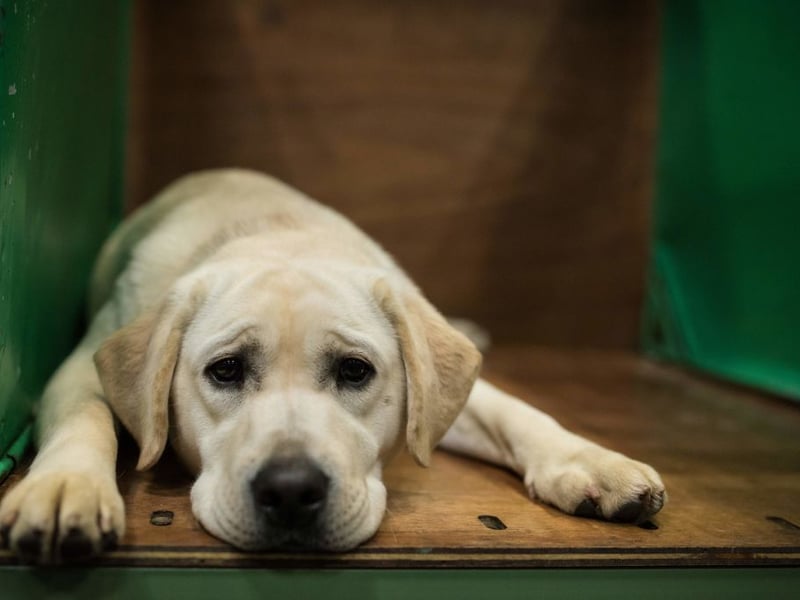 The UK's most popular dog for umpteen years (although it received some competition from the equally sticky French Bulldog a couple of years ago), the Labrador Retriever will rarely leave their owner's side unless forced to. On walks it's unusual for these lovable creatures to stray far enough to lose sight of their humans.