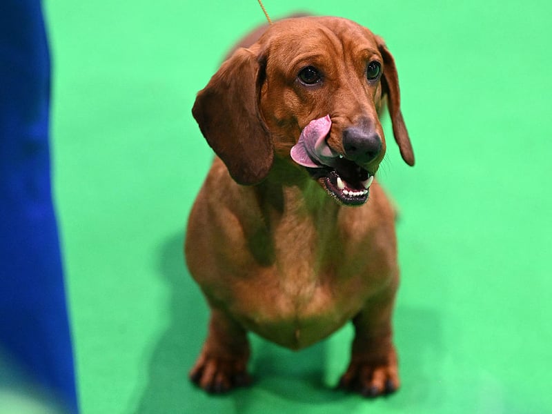 Ask any Dachshund owner and they'll tell you how much their pets being left alongs. These sausage dogs' favourite place is to be on their mum or dad's lap and they would very much like to join you wherever you are going. Leave them by themselves and naughtiness may well ensue...
