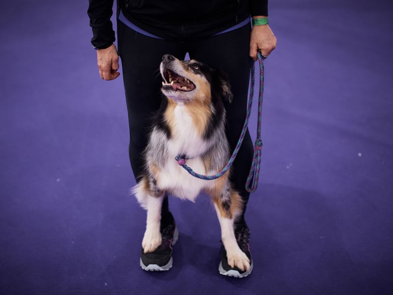 Not all velcro dogs are lapdogs (although we still have a few of them to come). Working dogs and herding dogs can be sticky with their owners due to them being pack animals. They see their human family as being their pack and like to keep them as close as possible at all times. One great example of this is the Australian Shepherd which, despite its name, actually comes from America.