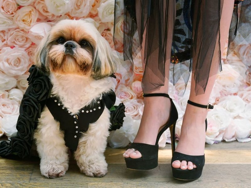 Shih Tzus are affectionate lapdogs that were bred for companionship. These sticky wee characters bond strongly with their people, and want to be as close to them as physically possible. Whether cuddling up on the couch or following you around as you do the housework, they are pretty much made of glue.