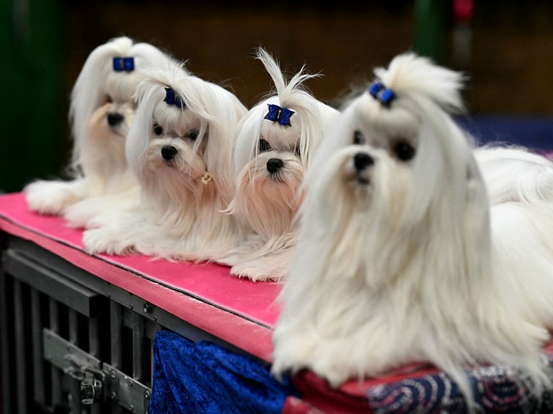 If you are getting a Yorkshire Terrier prepare to never go to the toilet alone ever again - they simply won't let you do anything by yourself. After all, if they did, something bad might happen. These dogs used to be used to catch rats, but now the only thing most of them hunt are cuddles and affection.