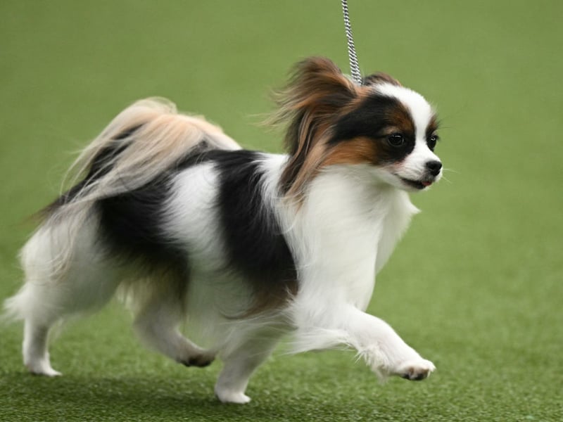 Bred to be glorified lap warmers for French royalty, Papillons are born to stick like velcro. | Canva/Getty Images